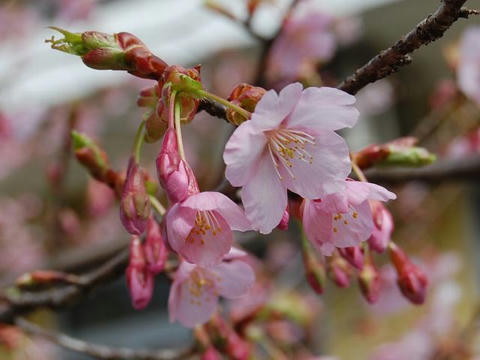 修善寺寒桜（シュゼンジカンザクラ）