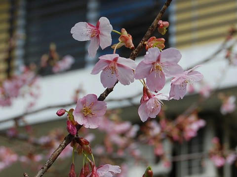 修善寺寒桜（シュゼンジカンザクラ）