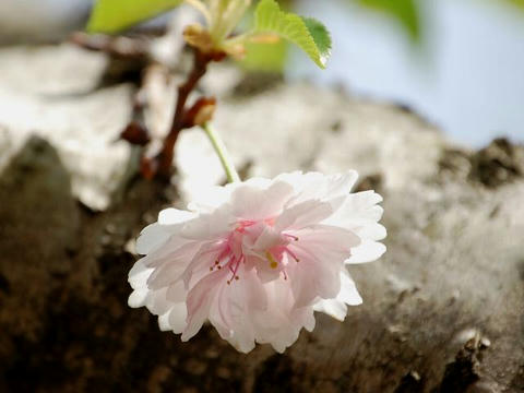 子福桜（コブクザクラ）
