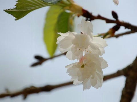 子福桜（コブクザクラ）