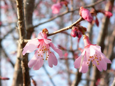 早春桜（ソウシュンザクラ）
