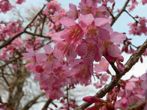 早春桜（ソウシュンザクラ）