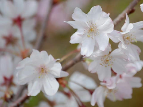 十月桜（ジュウガツザクラ）