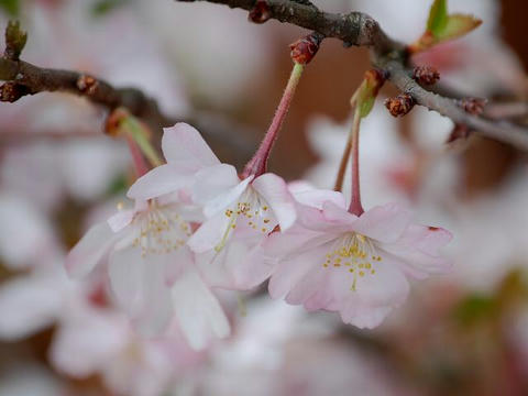十月桜（ジュウガツザクラ）