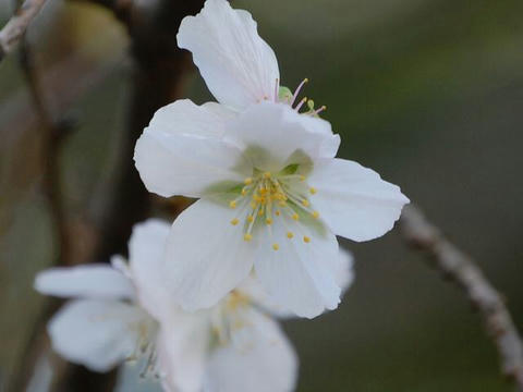 三波川冬桜（サンバガワフユザクラ）