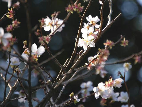三波川冬桜（サンバガワフユザクラ）