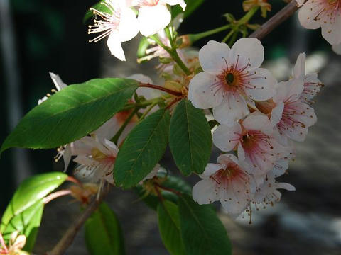 ヒマラヤ桜（ヒマラヤザクラ）