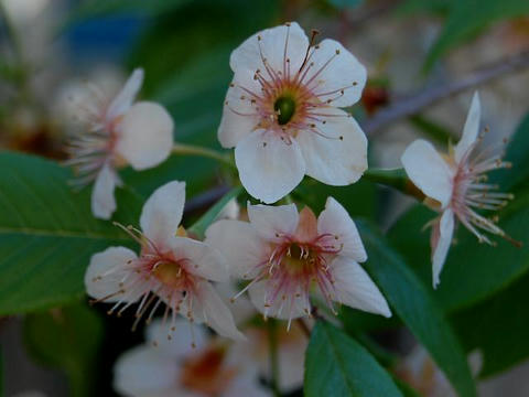 ヒマラヤ桜（ヒマラヤザクラ）