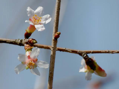 丁字桜 (チョウジザクラ）