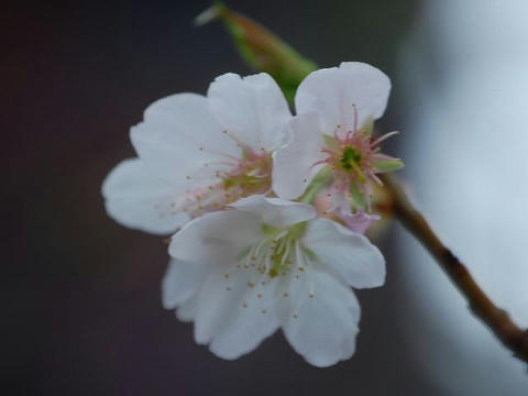 明正寺（ミョウショウジ）
