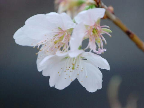 明正寺（ミョウショウジ）