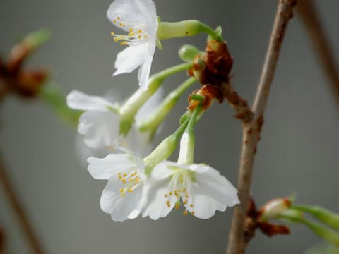 緑近畿豆桜（ミドリキンキマメザクラ）
