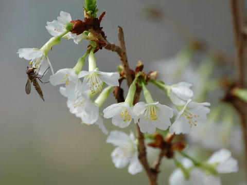 緑近畿豆桜（ミドリキンキマメザクラ）