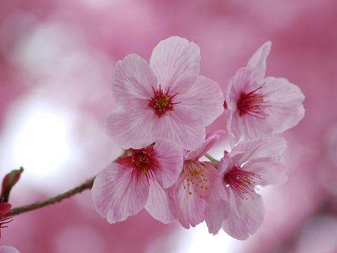 陽光桜（ヨウコウザクラ）