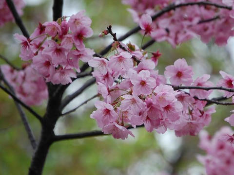 陽光桜（ヨウコウザクラ）