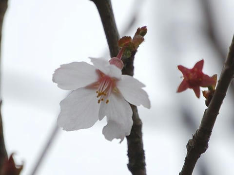武甲豆桜（ブコウマメザクラ）