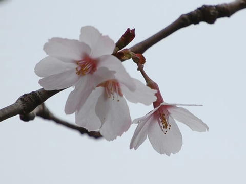 武甲豆桜（ブコウマメザクラ）