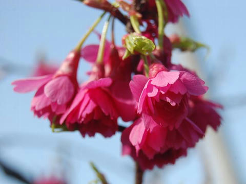 八重寒緋桜（ヤエカンヒザクラ）