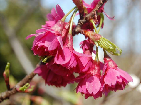 八重寒緋桜（ヤエカンヒザクラ）