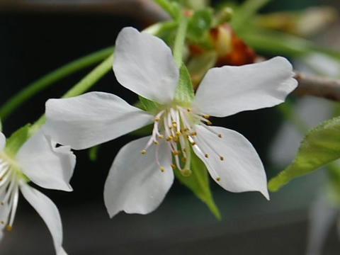 秩父桜（チチブザクラ）