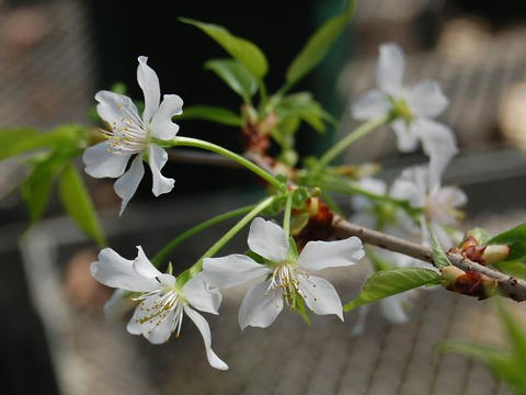 秩父桜（チチブザクラ）
