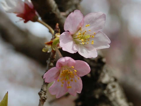 東海桜（トウカイザクラ）