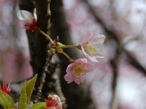 東海桜（トウカイザクラ）
