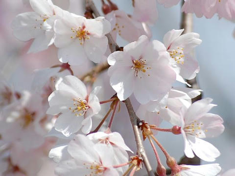 枝垂れ桜（シダレザクラ）
