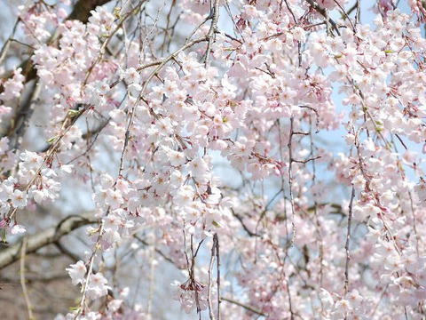 枝垂れ桜（シダレザクラ）