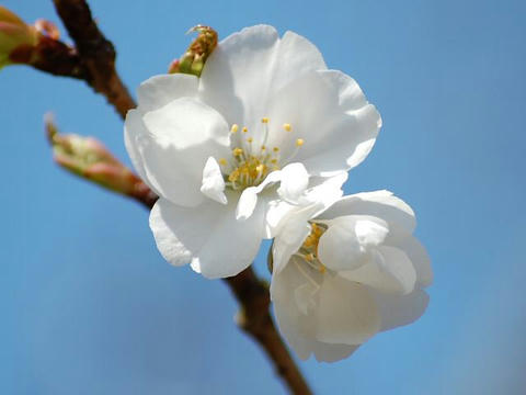 笹部桜（ササベザクラ）