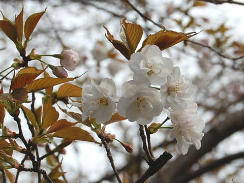 笹部桜（ササベザクラ）