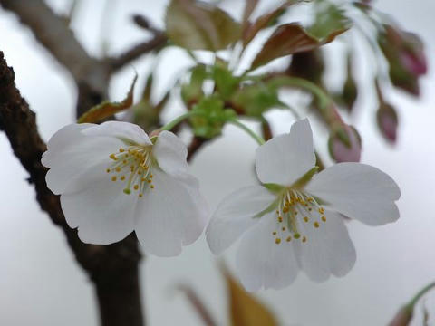 駿府桜（スンプザクラ）