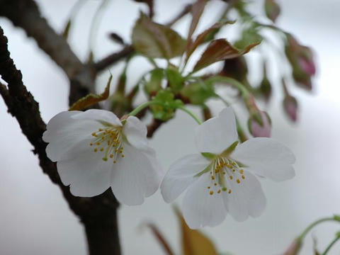 駿府桜（スンプザクラ）