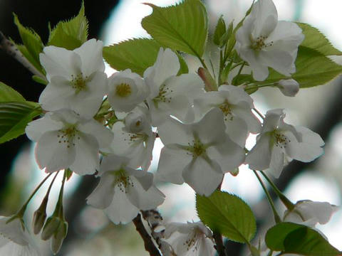 伊豆吉野（イズヨシノ）