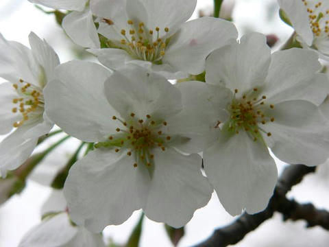 三島桜 (ミシマザクラ）