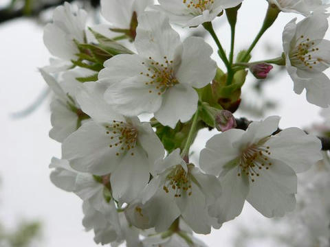 三島桜 (ミシマザクラ）