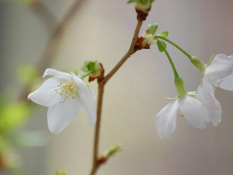 緑桜（ミドリザクラ）