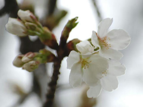 昭和桜（ショウワザクラ）