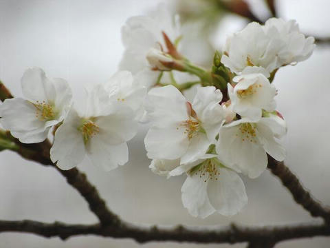 昭和桜（ショウワザクラ）