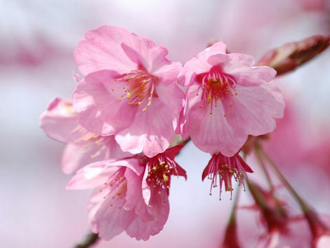 横浜緋桜（ヨコハマヒザクラ）