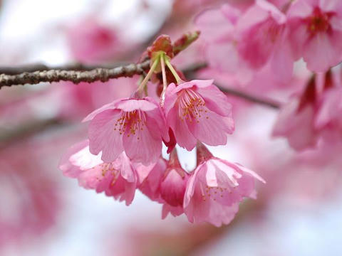 横浜緋桜（ヨコハマヒザクラ）