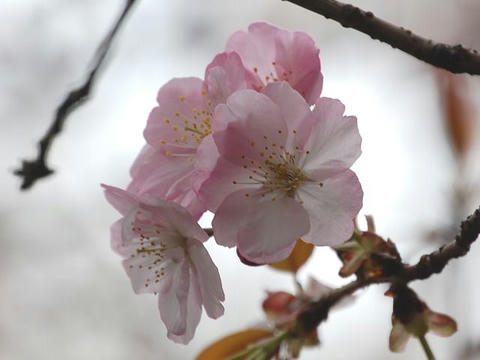 長州緋桜（チョウシュウヒザクラ）