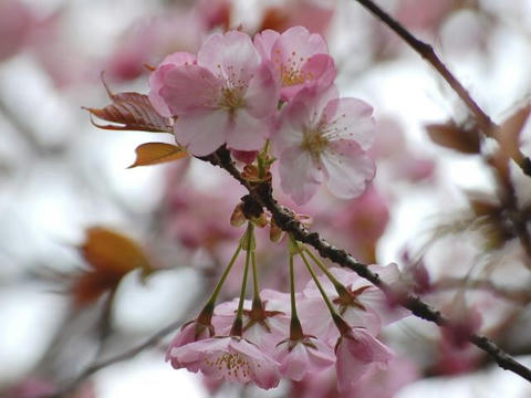 長州緋桜（チョウシュウヒザクラ）