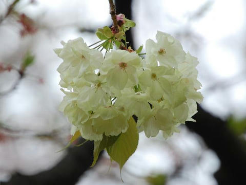 欝金（ウコン）
