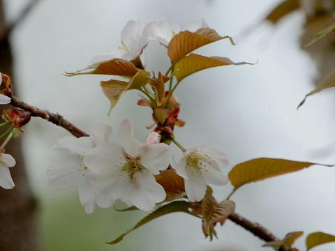 長勝院旗桜（チョウショウインハタザクラ）