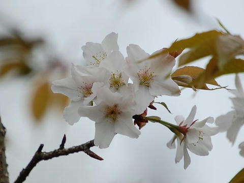 長勝院旗桜（チョウショウインハタザクラ）