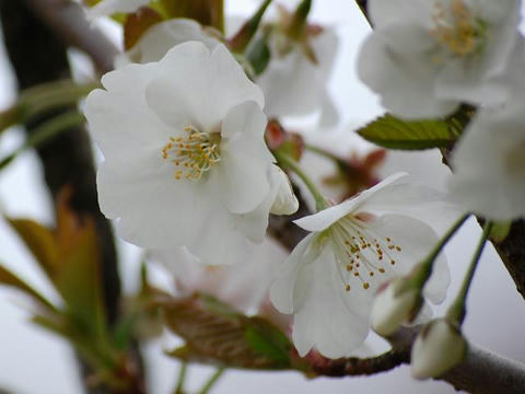 水玉桜（ミズタマザクラ）