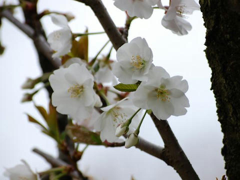 水玉桜（ミズタマザクラ）