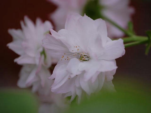 大村桜（オオムラザクラ）