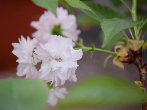 大村桜（オオムラザクラ）